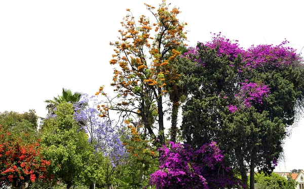 Bright flowering trees on a sunny day, Cyprus island