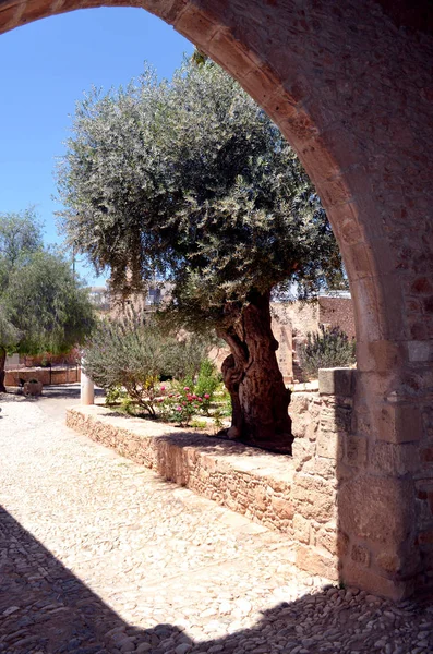 Beautiful tree, view through the arch of a historic building.Cyprus