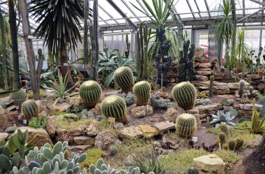 St. Petersburg Botanik Bahçesi 'ndeki kaktüs ve diğer çöl bitkileri..