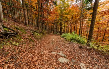 sonbahar renk, Sonbahar sezonu Orman yolundaki. 