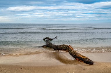 amazing sand beach landscape, sea horizon with trunk on the shore