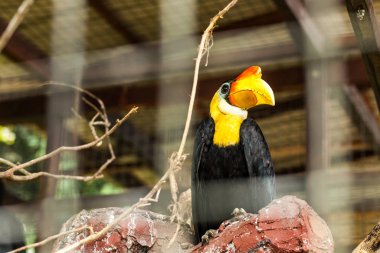 Nesli tükenmekte olan sarı başlı boynuz gagalı hayvan Sarawak, Malezya 'daki vahşi yaşam merkezinde duruyor.