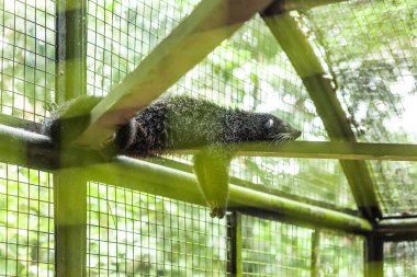 Firavun faresi, Borneo, Malezya 'daki kafesin ahşap bir yerinde uyuyor.