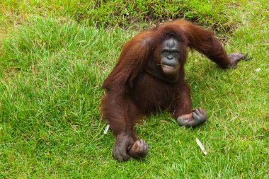 Vahşi orangutanları kurtarıp yerde oturdular ve çimleri çiğnediler.