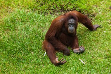 Kameraya poz veren yabani orangutanları kurtardım.
