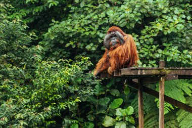 Borneo, Malezya - 6 Eylül 2014: Vahşi Orangutan esaret altında