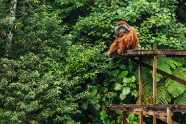 Borneo 'daki vahşi yaşam dinlenme merkezinde yüksek ahşap platformda oturan büyük erkek orangutan.
