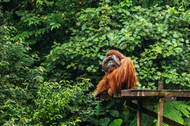 Borneo, Malezya - 6 Eylül 2014: Orangutan Aman Matang Vahşi Yaşam Merkezi, Semenggoh