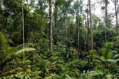 Doğu Borneo 'nun yemyeşil ormanlarındaki beslenme platformunda oturan yetişkin orangutan.