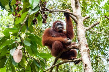 Doğu Borneo ormanındaki uzun ağaçta oturan vahşi orangutan.