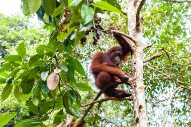 Borneo, Malezya - 6 Eylül 2014: Ağaçta oturan Bornean orangutanı