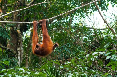 Borneo, Malezya - 6 Eylül 2014: Bebek Orangutan ipte numaralar yapıyor