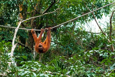 Bebek orangutan asılıyor ve ipte baş aşağı sallanıyor.