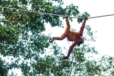 Genç orangutan koruma merkezinde ipte sallanıyor.