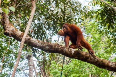 Borneo, Malezya - 6 Eylül 2014: Orangutan hindistan cevizini ağzında tutuyor
