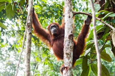 Borneo, Malezya - 6 Eylül 2014: Ağaca uzanan yetişkin orangutan
