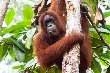 Bornean yağmur ormanlarında vahşi dişi orangutanın portresi
