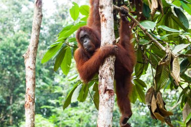 Yetişkin orangutanlar ağaçta asılı ve tek elle sarılıyorlar, Borneo..