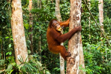 Genç orangutan Borneo, Malezya 'da muz yerken ağaca tırmanıyor.
