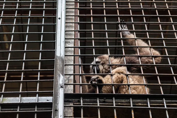 Bornean gibbon sitting in the cage in wildlife center — Stock Photo, Image