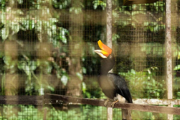 Jeune bec-de-corne de naissance en captivité — Photo