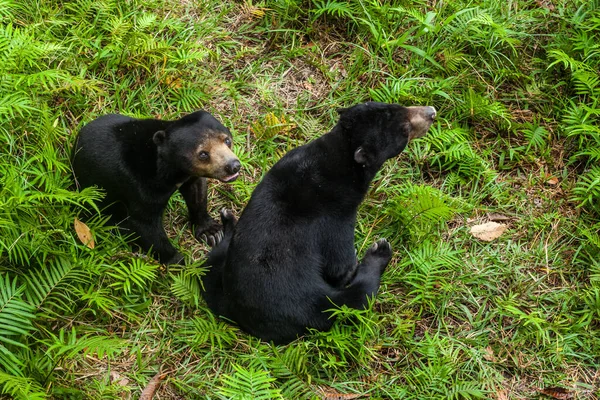 Два малайзийских солнечных медведя сидят на земле в центре охраны дикой природы — стоковое фото