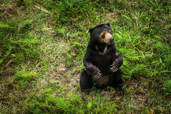 Молодой дикий солнечный медведь сидит на задних лапах и смотрит вверх — стоковое фото