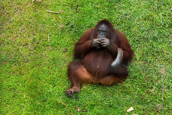 Sauvé orang-outan en voie de disparition posé sur l'herbe et mâchant les mains dans le centre de la faune dans l'est de Bornéo, Malaisie — Photo