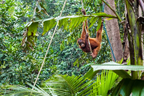 Jeune orang-outan accroché à la liane et à la corde — Photo