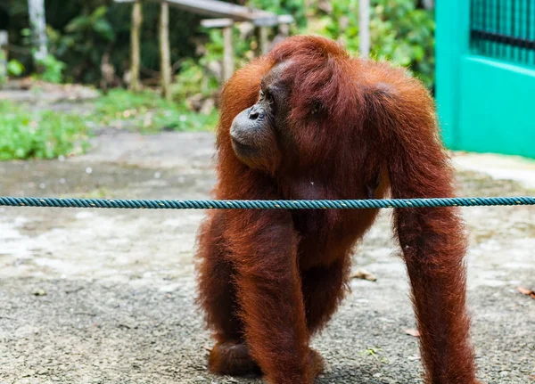 Sarawak, Borneo 'daki yaban hayatı koruma merkezinde yayan yürüyen vahşi orangutan..