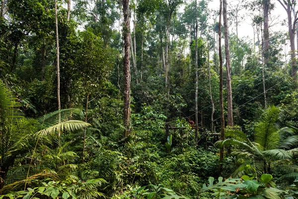Ενηλίκων ουρακοτάγκος κάθεται στην πλατφόρμα σίτισης στο καταπράσινο δάσος του Ανατολικού Βόρνεο — Φωτογραφία Αρχείου