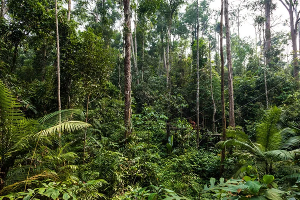 Doğu Borneo 'nun yemyeşil ormanlarındaki beslenme platformunda oturan yetişkin orangutan.