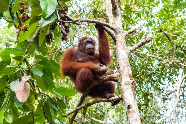 Orang-outan adulte assis sur la branche et tenant la nourriture dans sa main droite — Photo
