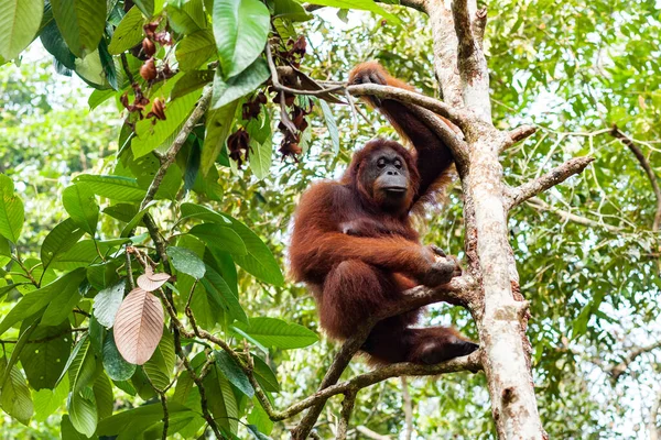 Orangután femenino en peligro de extinción sentado en una rama y sosteniendo la comida en su mano derecha —  Fotos de Stock