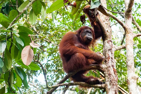 Borneo, Malezya 'da şubede oturan yetişkin bir kadın orangutanın portresi