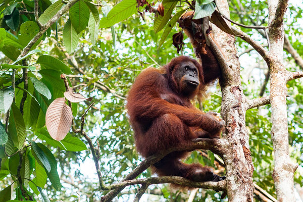 Portrait of a female adult orangutan sitting on the branch in Borneo, Malaysia