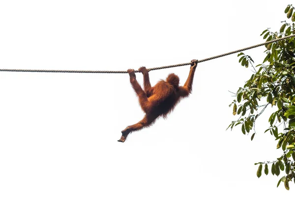 Petit orang-outan rampant la corde à l'aide de trois pattes dans un centre de conservation de la faune — Photo