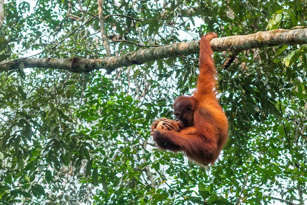 Joven orangután bebiendo coco sosteniéndolo con tres manos mientras cuelga de la rama en una mano —  Fotos de Stock