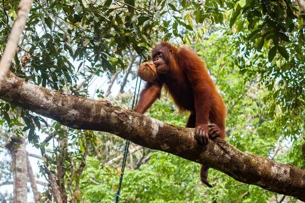 Jeune orang-outan tenant une noix de coco dans la bouche et montant la branche de l'arbre — Photo