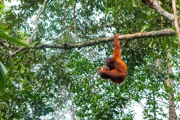 Bebé orangután colgando de una rama de árbol por una mano y limpiando coco —  Fotos de Stock