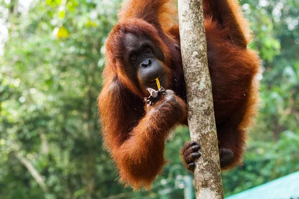 Portrait d'une femme adulte orang-outan accrochée à un arbre et mangeant une banane — Photo