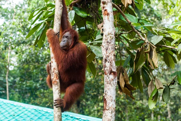 Orang-outan adulte sauvage grimpant à un arbre dans un centre de conservation de la faune sauvage de Bornéo oriental, Srawak, Malaisie — Photo