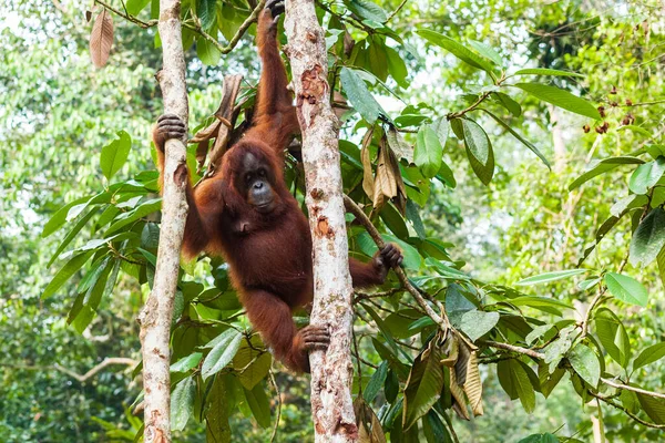 Orang-outan adulte descend entre les troncs d'arbres dans la forêt de Bornéo oriental — Photo