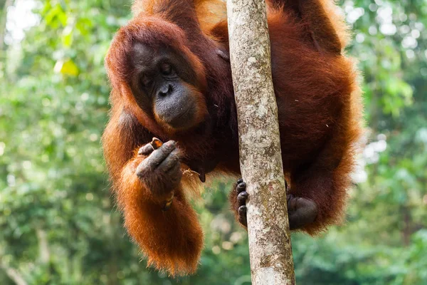 Orang-outan femelle sauvage tenant sur le tronc de l'arbre tout en mangeant de la banane à Bornéo, Malaisie . — Photo