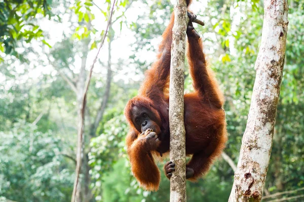 Orang-outan femelle adulte mangeant des fruits tout en tenant sur l'arbre dans la forêt de Bornéo, Malaisie — Photo