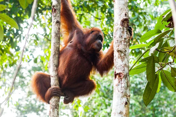 Orangután hembra adulto mirando hacia abajo desde los árboles mientras sostiene dos troncos, Borneo, Malasia —  Fotos de Stock