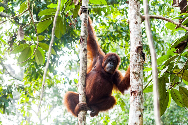 Adult orangutan descending from the tree using four legs
