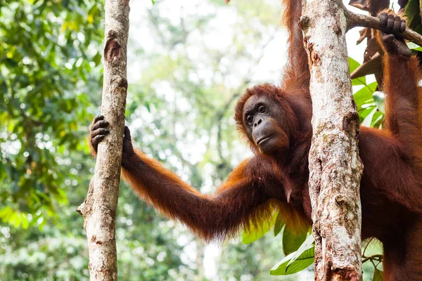 Portrait d'une exploitation d'orangs-outans adultes femelles sur les troncs d'arbres de la forêt de Bornéo, Malaisie — Photo