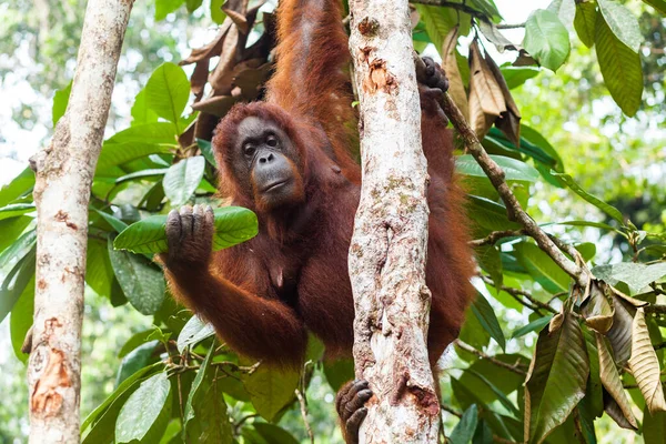 Orang-outan femelle adulte tenant une feuille d'arbre dans sa main droite tout en grimpant sur l'arbre — Photo