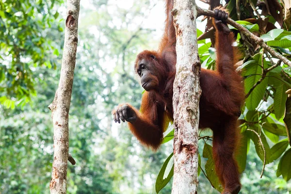 Orangután hembra pululando suavemente el árbol en Borneo Oriental, Malasia . —  Fotos de Stock